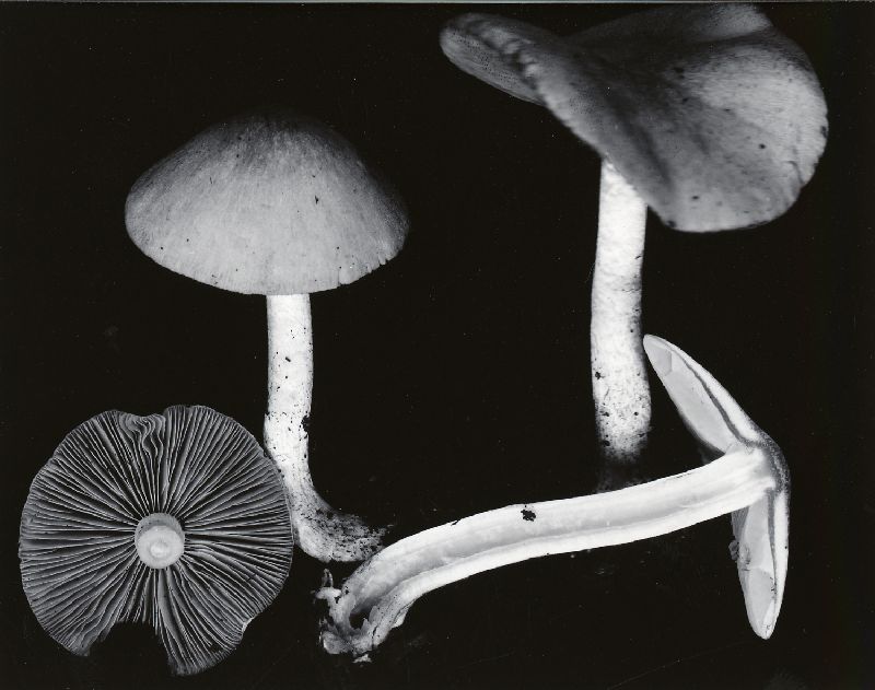 Psathyrella subagraria image