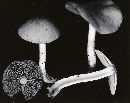 Psathyrella subagraria image