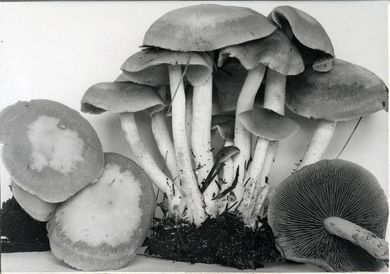 Psathyrella sublateritia image