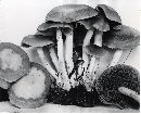 Psathyrella sublateritia image