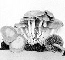 Psathyrella sublateritia image