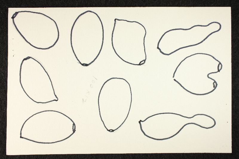 Psathyrella submontana image
