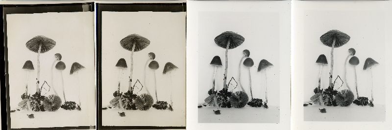 Psathyrella subolivacea image