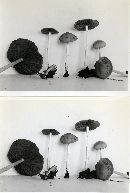 Psathyrella verna image