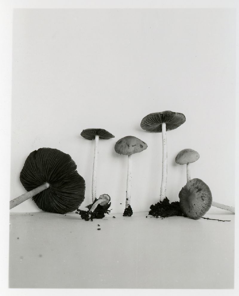 Psathyrella verna image
