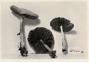 Psathyrella waltersii image