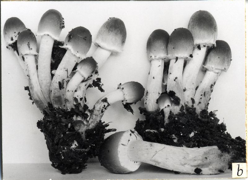 Psathyrella waltersii image