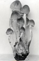 Psathyrella waltersii image