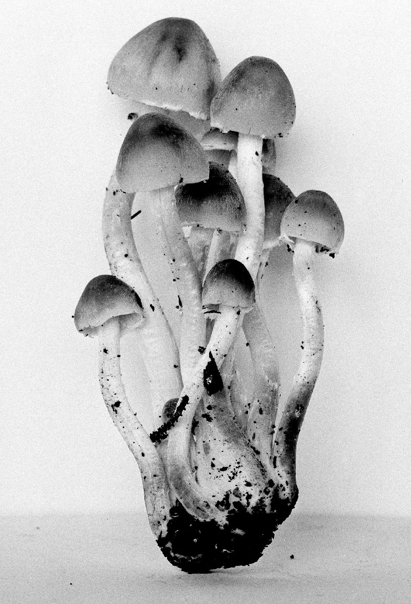 Psathyrella waltersii image
