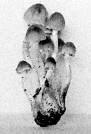 Psathyrella waltersii image