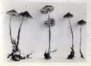 Mycena maculata image