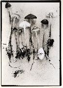 Mycena megaspora image