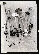 Mycena megaspora image