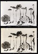 Mycena megaspora image