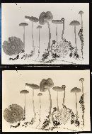 Mycena megaspora image