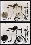 Mycena megaspora image