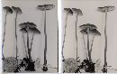 Mycena megaspora image