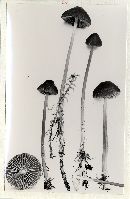 Mycena megaspora image