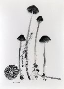 Mycena megaspora image