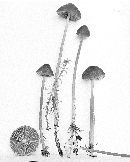 Mycena megaspora image