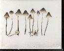 Mycena metata image