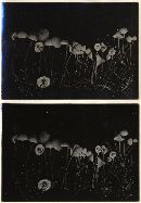 Mycena metata image