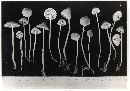 Mycena metata image