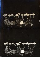 Mycena metata image