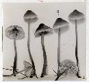 Mycena metata image