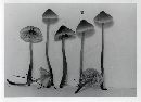 Mycena metata image