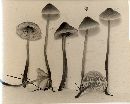 Mycena metata image