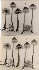 Mycena metata image