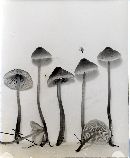 Mycena metata image