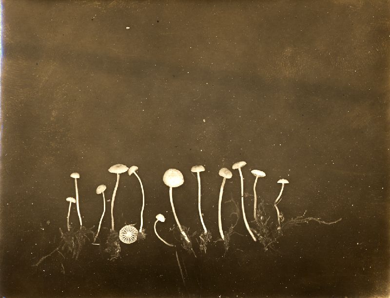 Mycena misera image