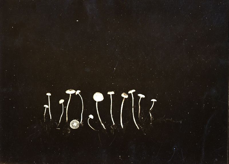 Mycena misera image