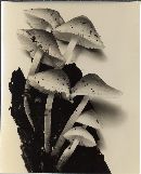 Mycena niveipes image