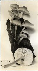 Mycena niveipes image