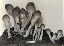 Mycena niveipes image