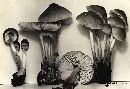 Mycena niveipes image