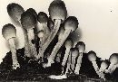 Mycena niveipes image