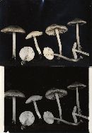 Mycena niveipes image