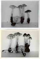 Mycena niveipes image