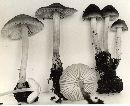 Mycena niveipes image