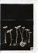 Mycena odorifera image