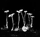 Mycena odorifera image