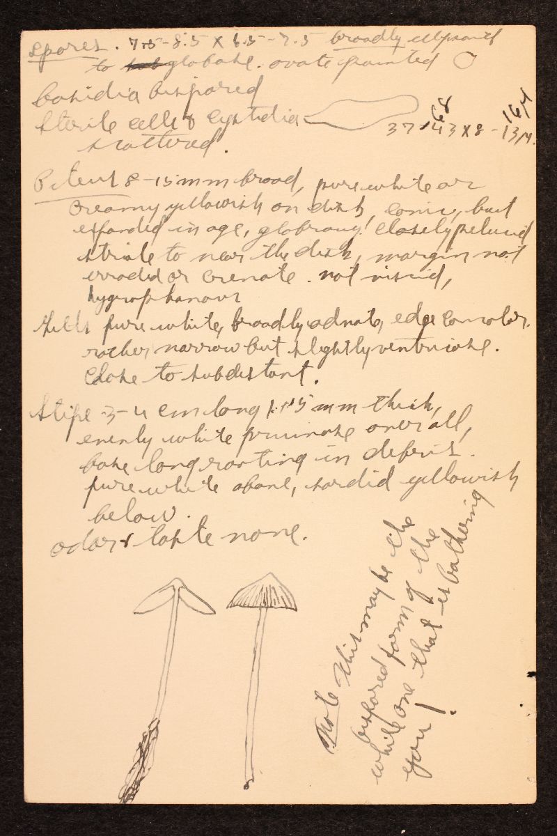 Mycena olida var. americana image