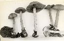 Mycena pelianthina image