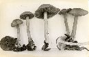 Mycena pelianthina image