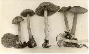 Mycena pelianthina image