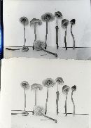 Mycena pectinata image